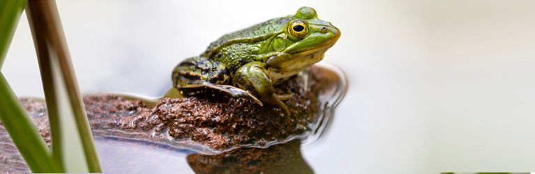 Kleiner Wasserfrosch