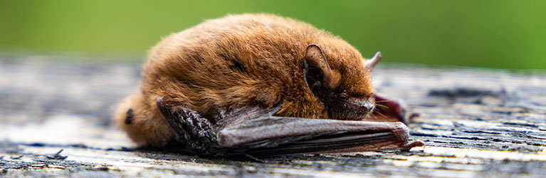 Rauhautfledermaus