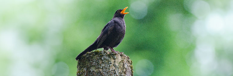 Amsel