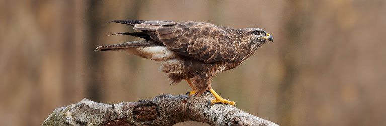 Mäusebussard