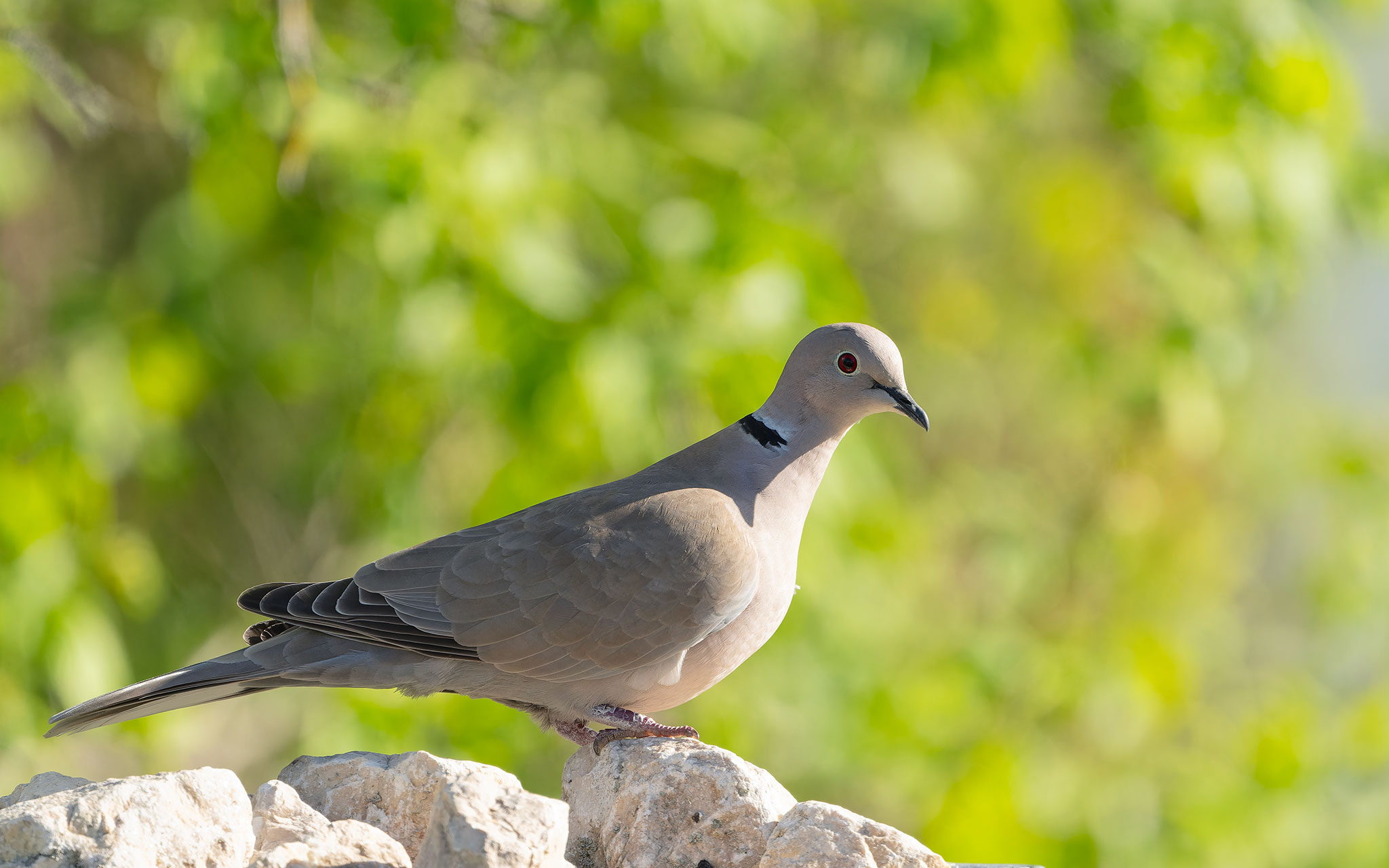 Türkentaube (Streptopelia decaocto)