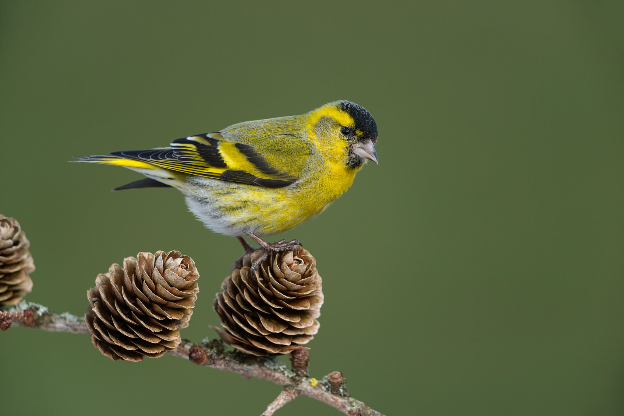 Erlenzeisig, Eurasian siskin, Spinus spinus