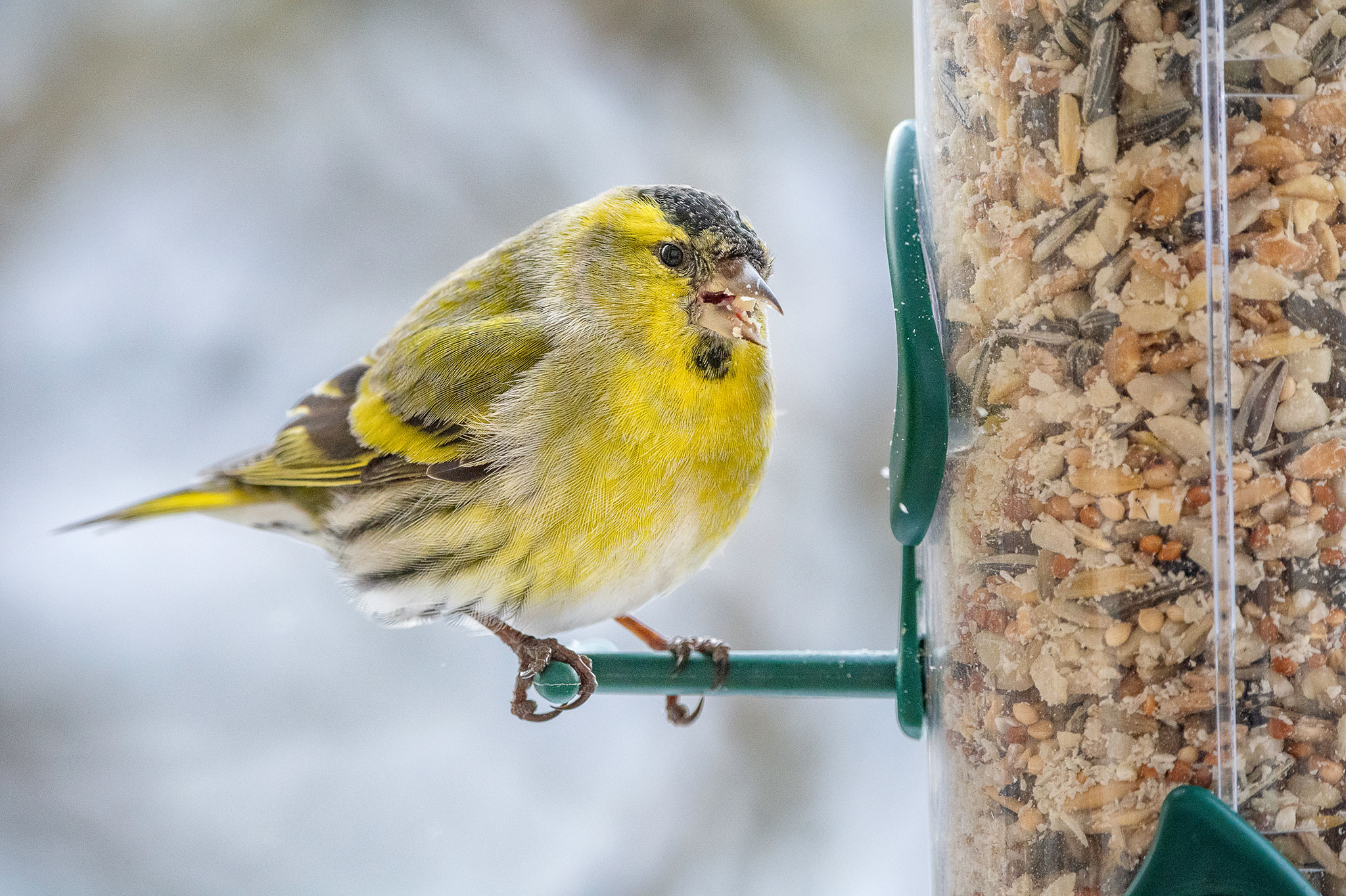 Erlenzeisig,Carduelis spinus, Vogelart,Carduelinae