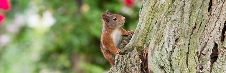 Eurasische Eichhörnchen