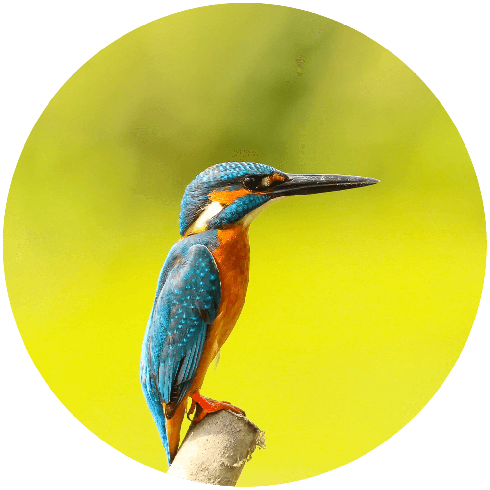 A kingfisher