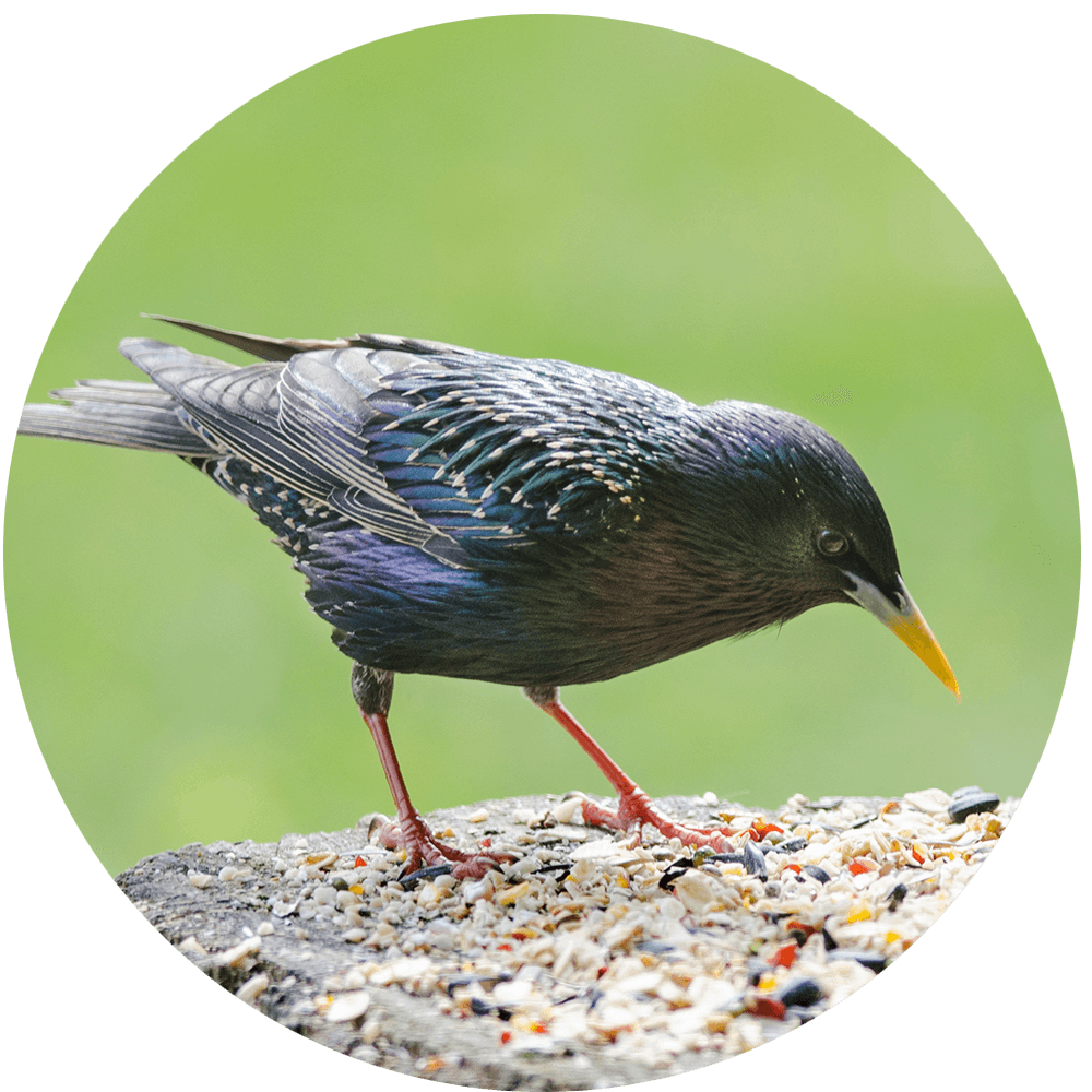 A starling