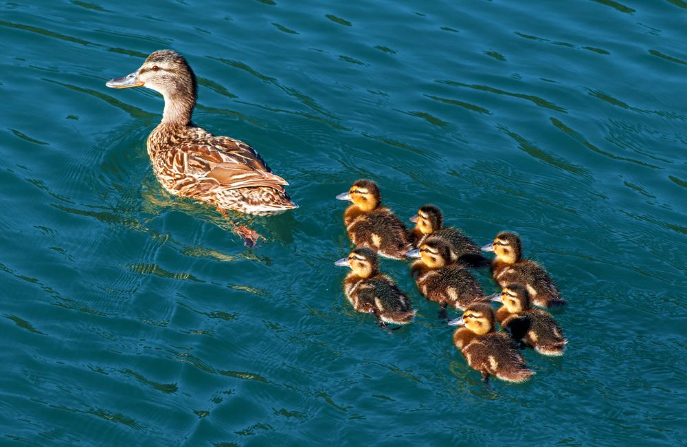 A family of ducks on the water